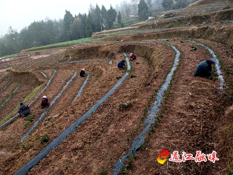 烟溪镇:掀起秋茶栽植新热潮_通江县人民政府