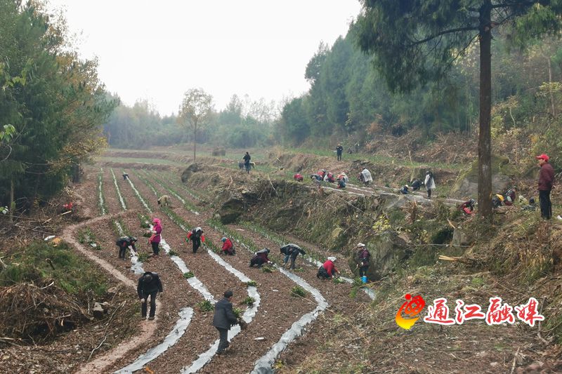 麻石镇不负冬月好时节茶园栽苗正当时