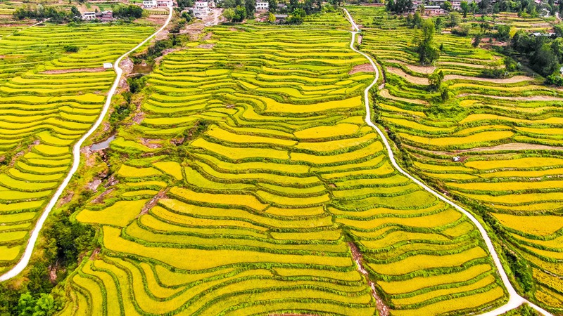 四川通江县首富图片